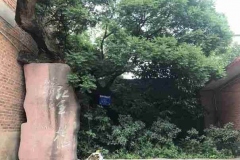 30盘县-富源：亦资小学内的红军槐